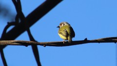 Myiornis auricularis