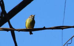 Myiornis auricularis