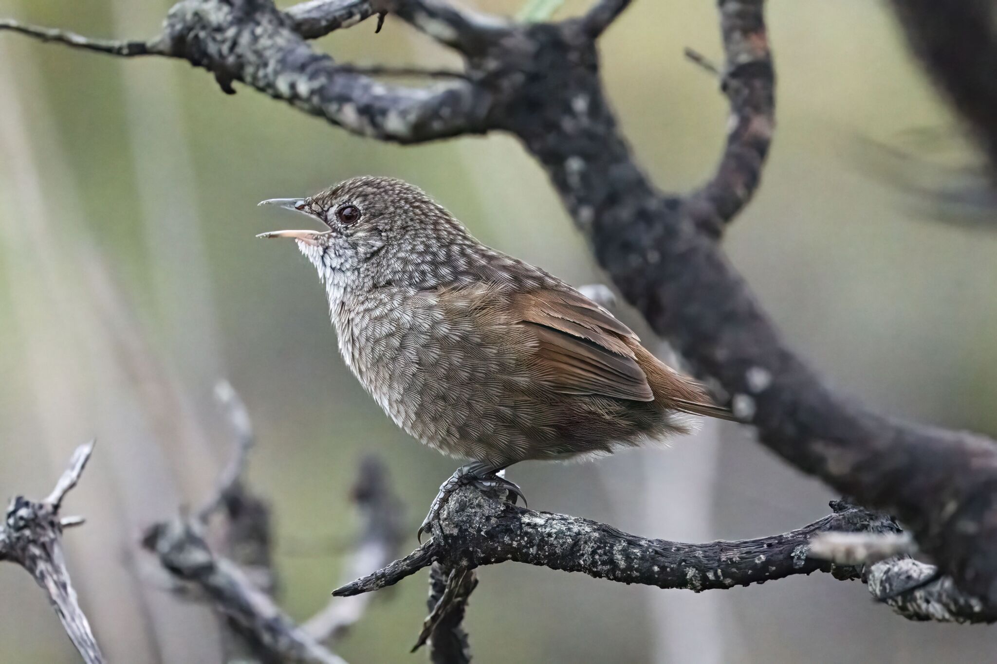 Western Bristlebird (Dasyornis longirostris), photo 2