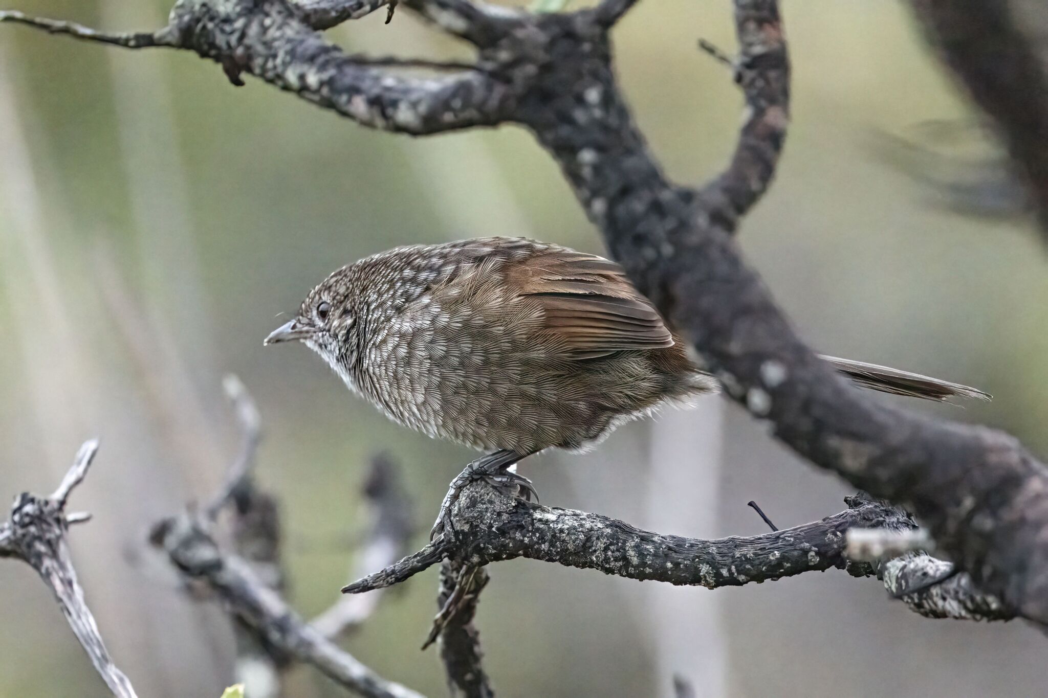 Western Bristlebird (Dasyornis longirostris), photo 6