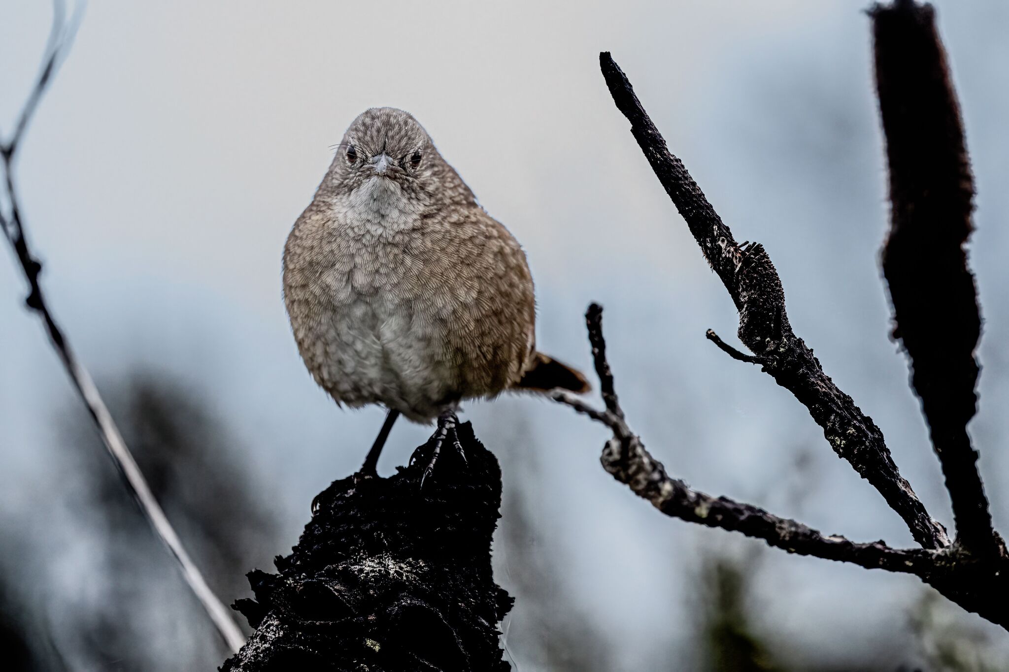 Western Bristlebird (Dasyornis longirostris), photo 7