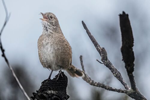 Western Bristlebird (Dasyornis longirostris), photo 6
