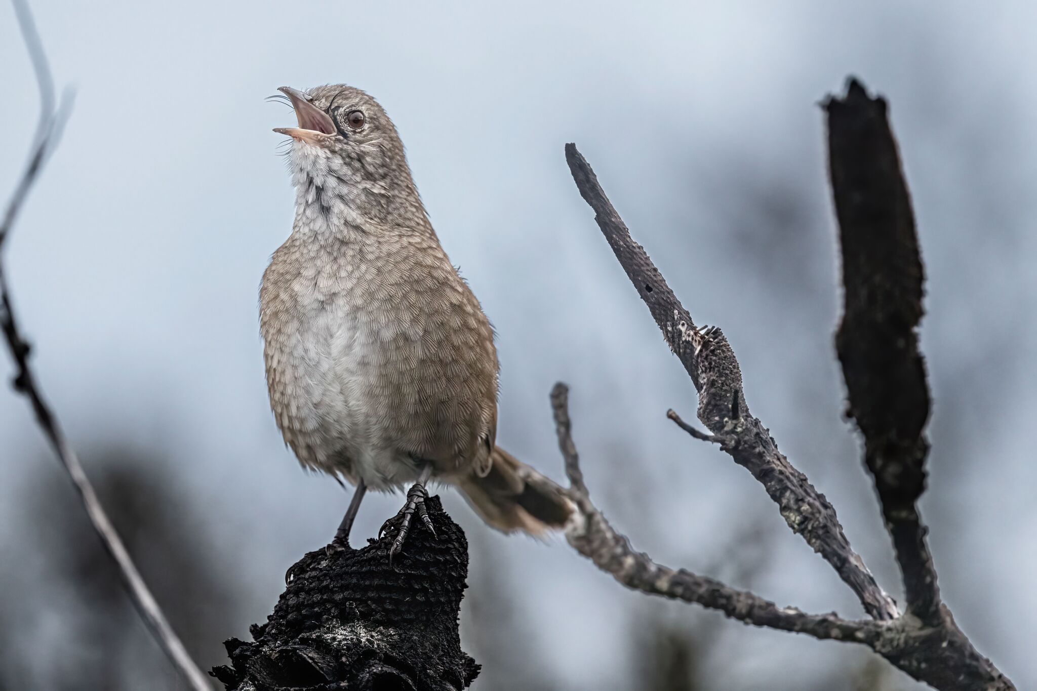 Western Bristlebird (Dasyornis longirostris), photo 8