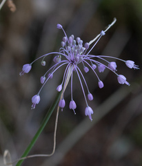 Allium carinatum pulchellum