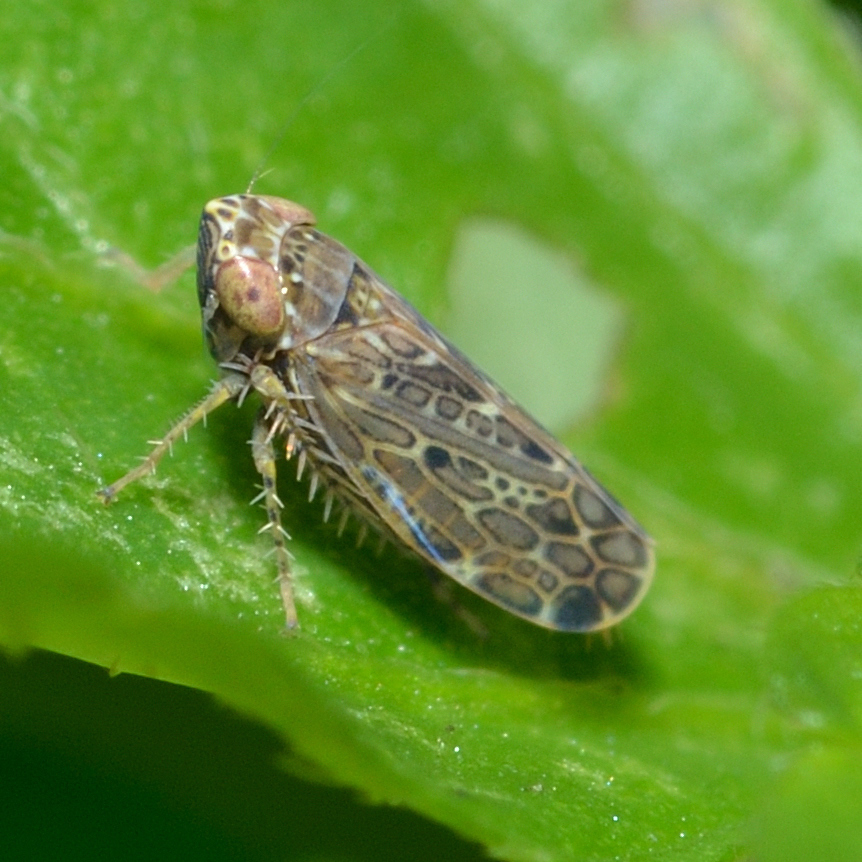 Polyamia