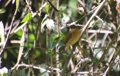 Pachyramphus castaneus