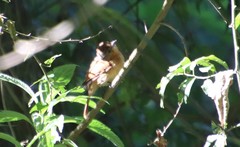 Pachyramphus castaneus