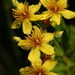 Coppery St. John's Wort - Photo (c) dogtooth77, some rights reserved (CC BY-NC-SA)
