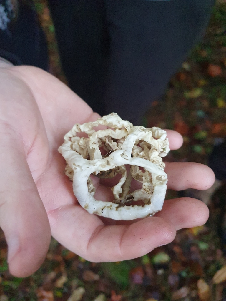 Ileodictyon cibarium · April 2025 · photo: © corli (iNaturalist, cc-by)