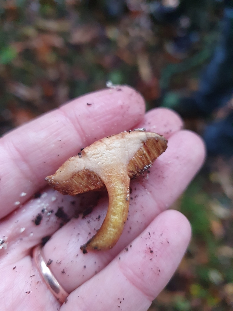 Chalciporus piperatus · April 2025 · photo: © corli (iNaturalist, cc-by)