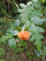 Caiophora contorta