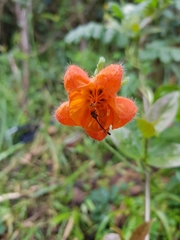 Caiophora contorta