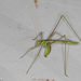 Thread-legged Katydids - Photo (c) Greg Lasley, some rights reserved (CC BY-NC), uploaded by Greg Lasley