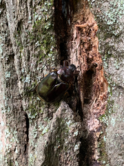 Osmoderma eremicola
