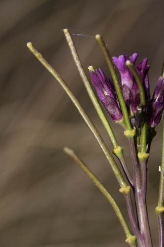 Boechera atrorubens