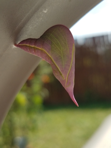 Cloudless Sulphur, photo 5 of 10