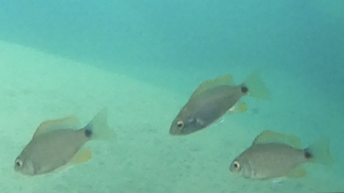 Copadichromis cyaneus