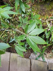 Cleome anomala