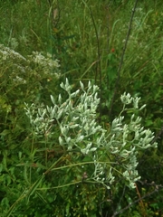Eupatorium leucolepis