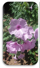 Ipomoea carnea fistulosa