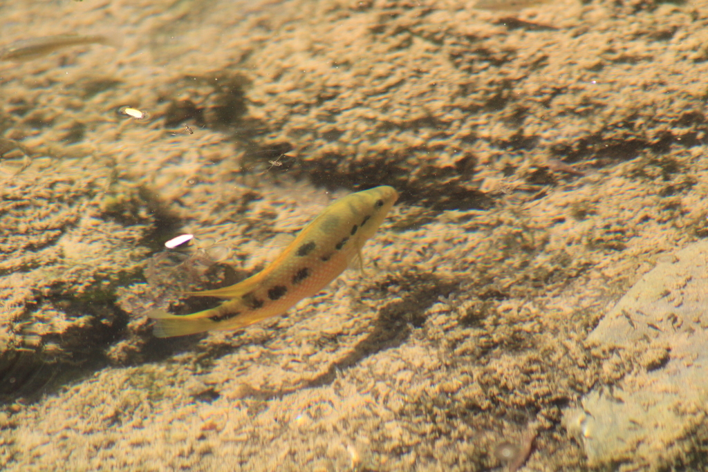 Istla cichlid (Cichlasoma istlanum) — Cichlidae