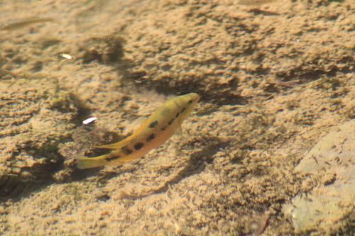 Istla cichlid (Cichlasoma istlanum) — Cichlidae