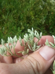 Eupatorium leucolepis