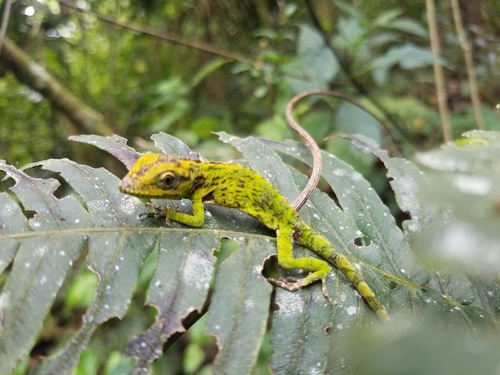 Dominican giant anole, Anolis baleatus