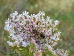 Stenopterus creticus