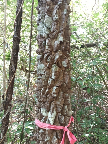 Foto de Mamica-de-cadela