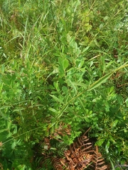 Eupatorium leucolepis