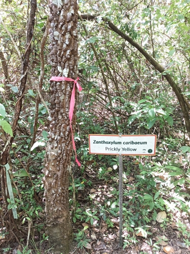 Foto de Mamica-de-cadela