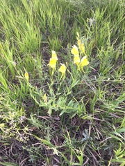 Linaria dalmatica