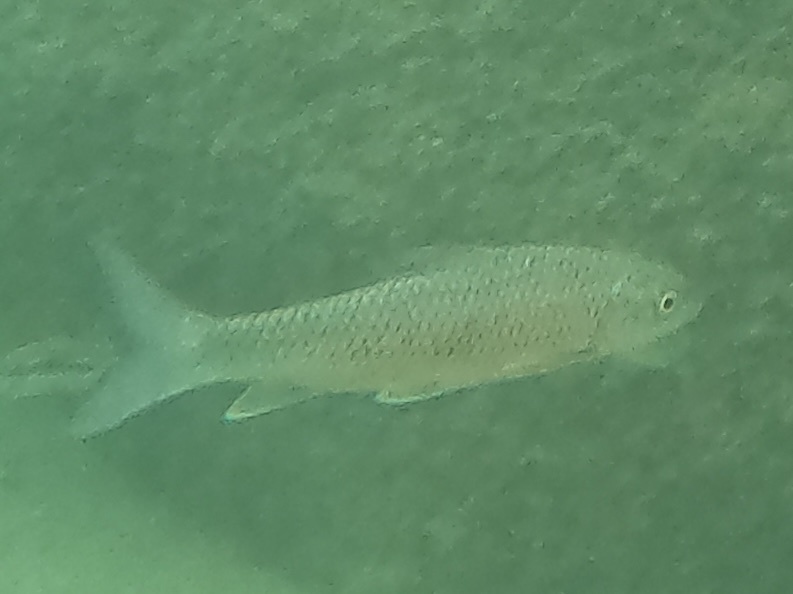 Johnston's barb (Labeobarbus johnstonii) — Cyprinidae