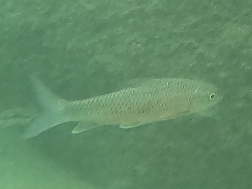Johnstons grootschubbarbeel (Labeobarbus johnstonii) — Cyprinidae
