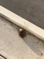 Harmonia axyridis