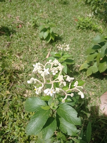 Solanum conglobatum