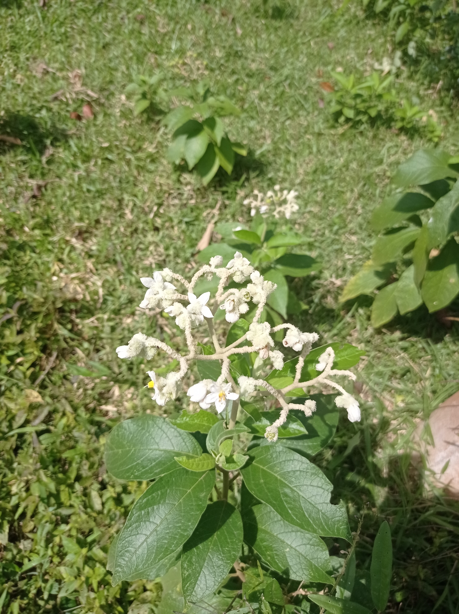 Solanum conglobatum
