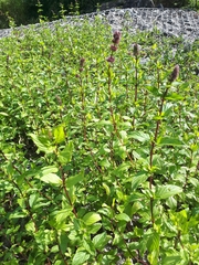 Mentha × piperita
