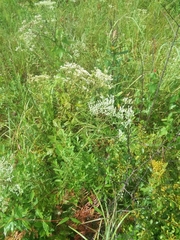 Eupatorium leucolepis