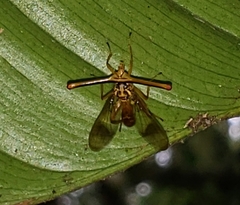Richardiidae