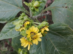 Smallanthus pyramidalis