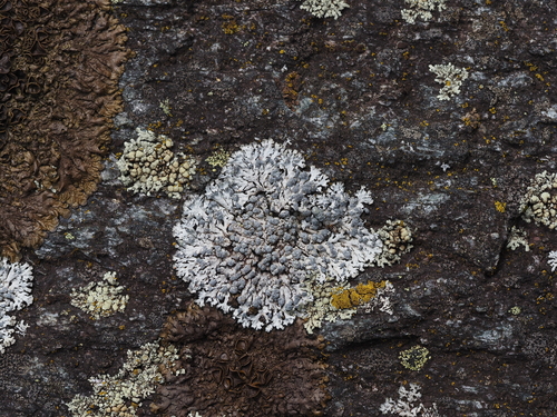 Blaugraue Schwielenflechte