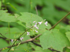 Hylodesmum nudiflorum