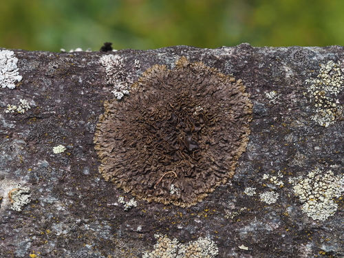 Dunkle Felsschüsselflechte