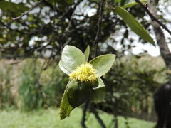 Xylosma spiculifera