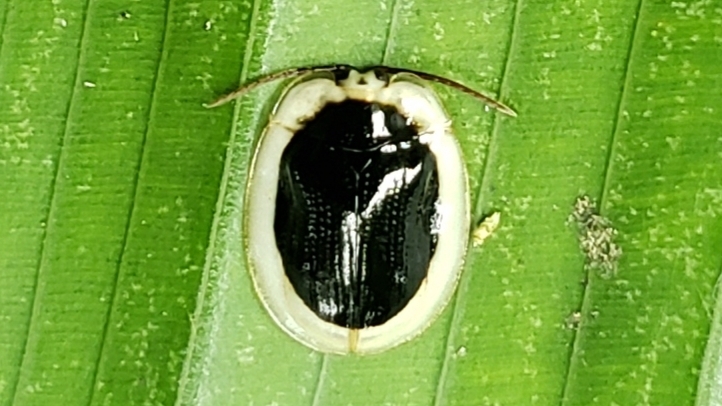 Aslamidium semicirculare