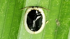 Aslamidium semicirculare