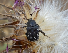 Heterocnemis graeca