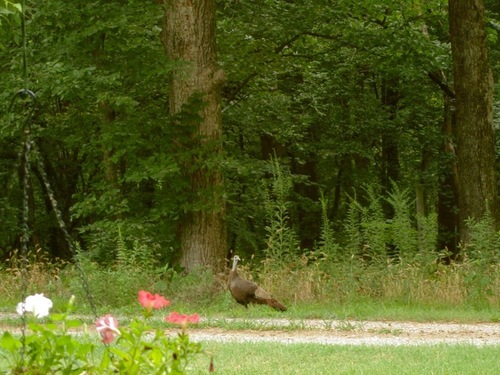 Meleagris gallopavo